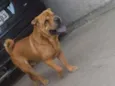 Cachorro raça sharpei idade 4 anos nome Hulk