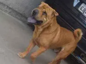 Cachorro raça sharpei idade 4 anos nome Hulk