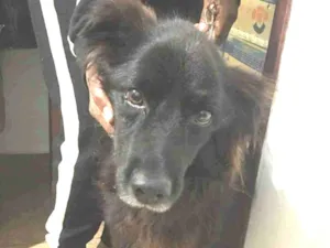 Cachorro raça Sem raça definida idade 2 anos nome Bernardo