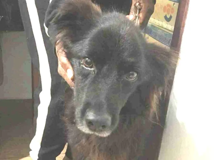 Cachorro raça Sem raça definida idade 2 anos nome Bernardo