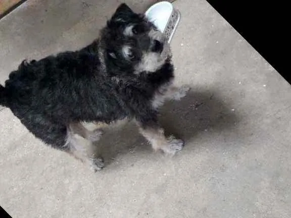 Cachorro ra a  idade 3 anos nome LUNA 