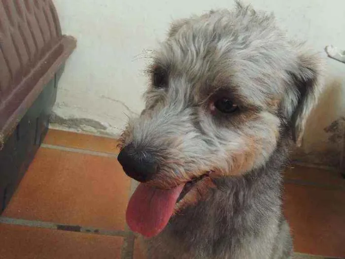 Cachorro raça Poodle idade 1 ano nome Tim Tim 