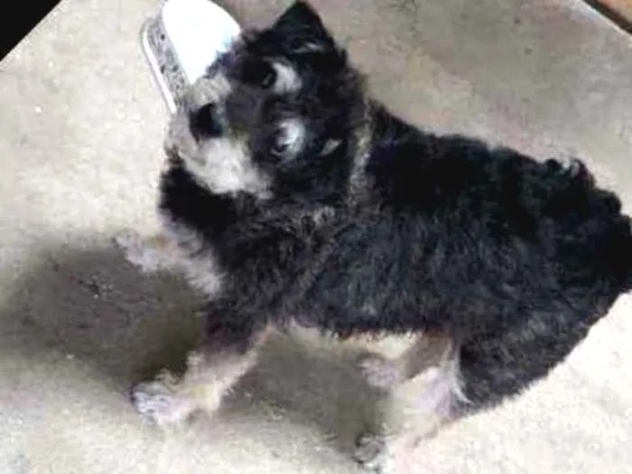 Cachorro ra a  idade 3 anos nome LUNA 