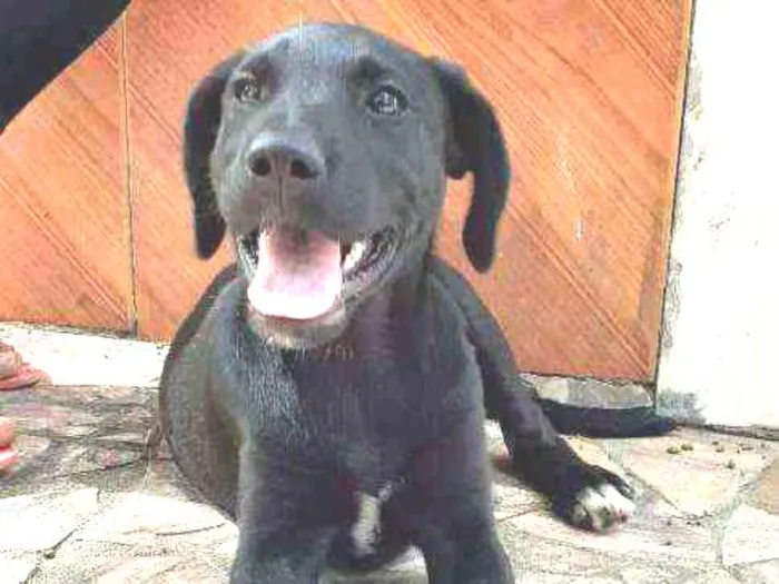 Cachorro ra a Labrador  idade 2 a 6 meses nome Akira