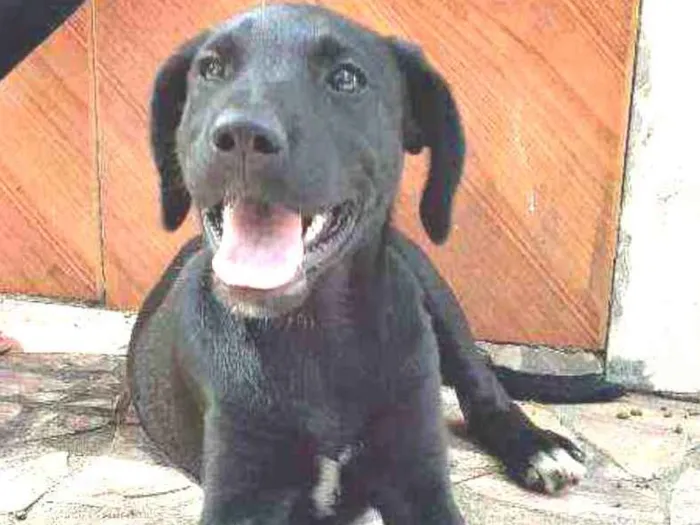 Cachorro ra a Labrador  idade 2 a 6 meses nome Akira