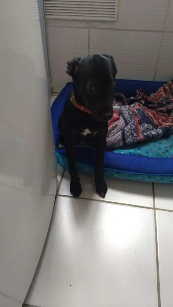 Cachorro raça SRD-ViraLata idade 2 a 6 meses nome Pingo