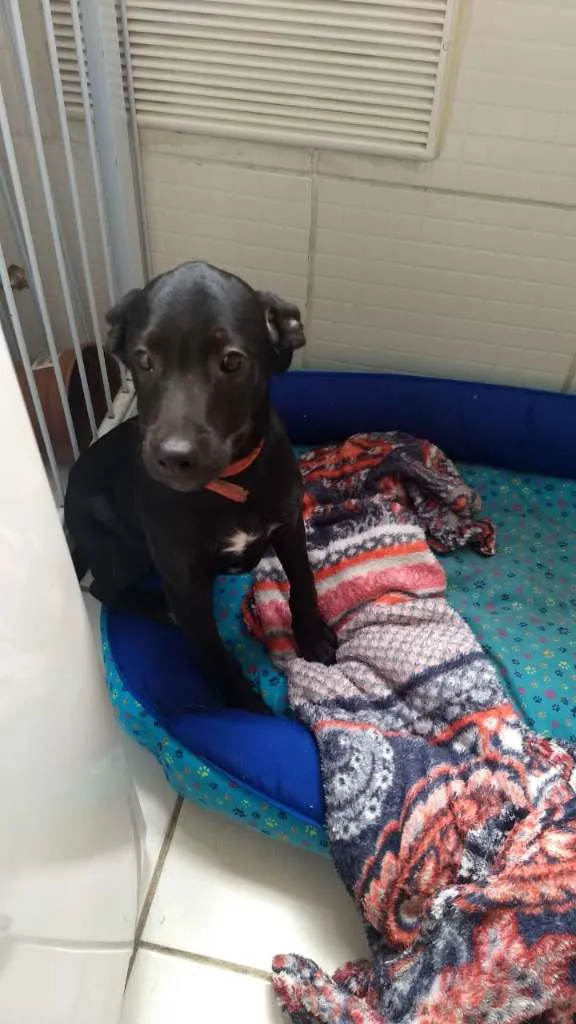 Cachorro raça SRD-ViraLata idade 2 a 6 meses nome Pingo