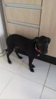 Cachorro raça SRD-ViraLata idade 2 a 6 meses nome Pingo