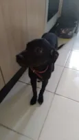 Cachorro raça SRD-ViraLata idade 2 a 6 meses nome Pingo