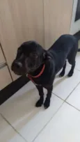 Cachorro raça SRD-ViraLata idade 2 a 6 meses nome Pingo