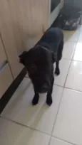 Cachorro raça SRD-ViraLata idade 2 a 6 meses nome Pingo