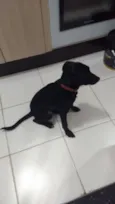 Cachorro raça SRD-ViraLata idade 2 a 6 meses nome Pingo