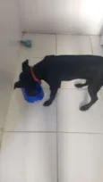 Cachorro raça SRD-ViraLata idade 2 a 6 meses nome Pingo