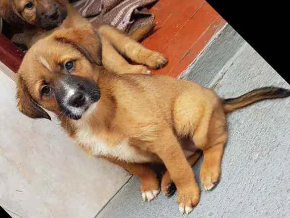 Cachorro raça SRD  idade 2 a 6 meses nome Gaby