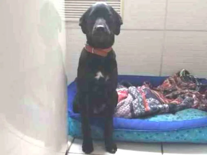 Cachorro raça SRD-ViraLata idade 2 a 6 meses nome Pingo