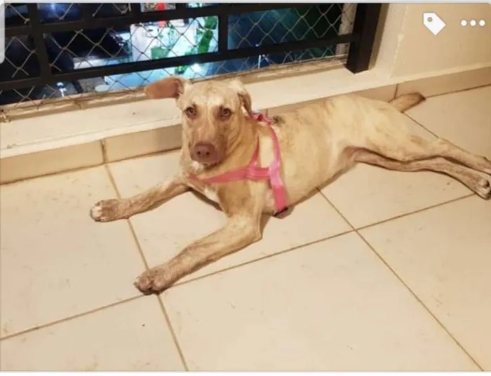 Cachorro ra a SRD-ViraLata idade 1 ano nome Clara