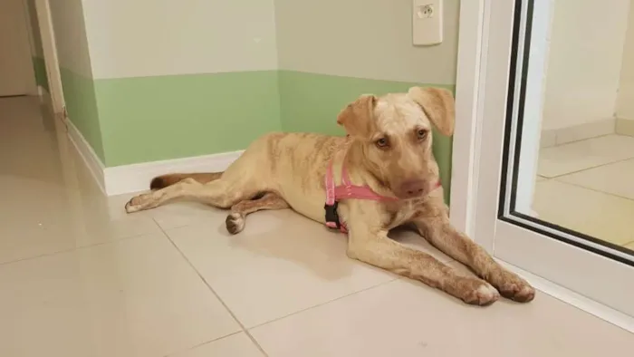 Cachorro ra a SRD-ViraLata idade 1 ano nome Clara
