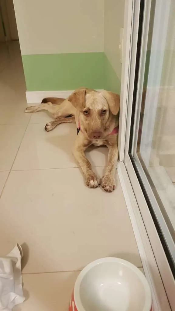 Cachorro ra a SRD-ViraLata idade 1 ano nome Clara