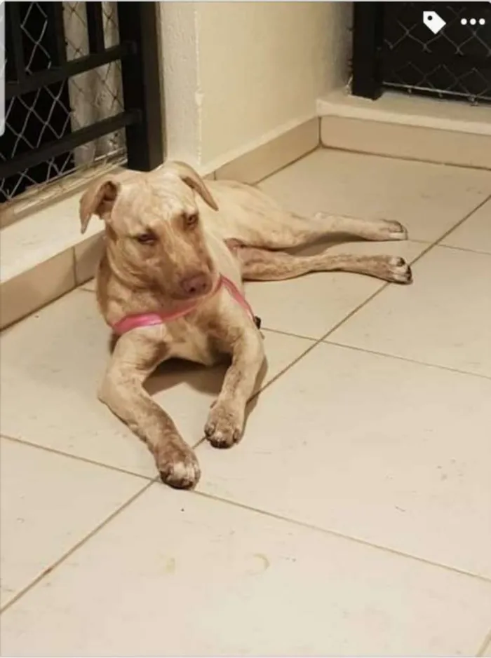 Cachorro ra a SRD-ViraLata idade 1 ano nome Clara