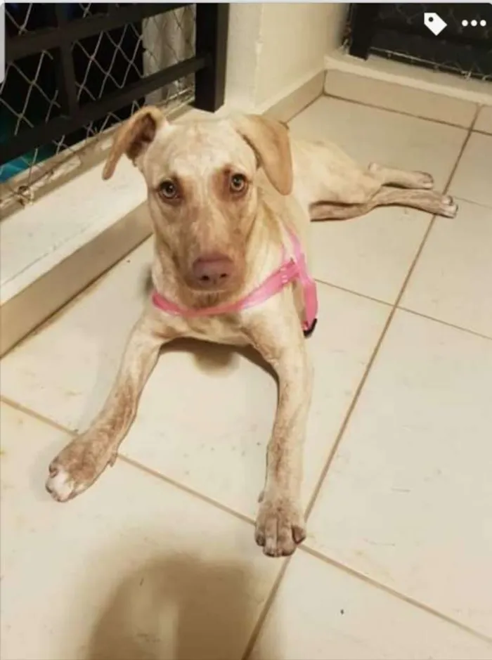 Cachorro ra a SRD-ViraLata idade 1 ano nome Clara