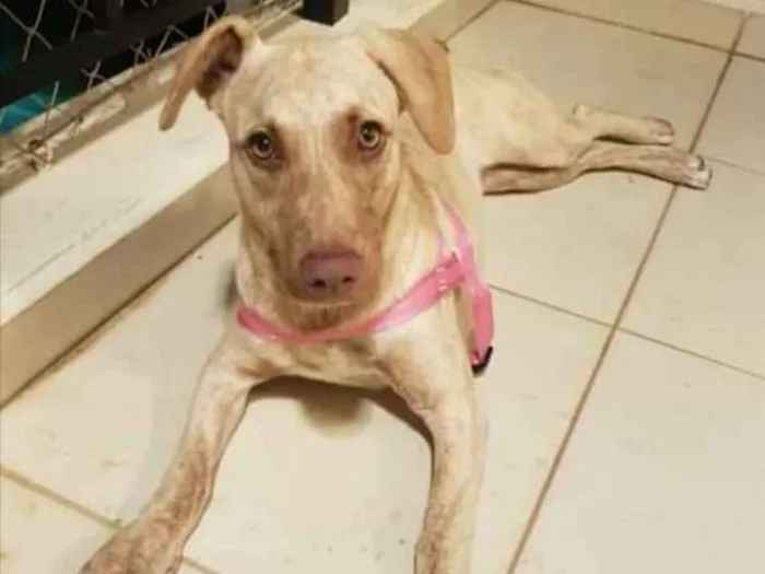 Cachorro ra a SRD-ViraLata idade 1 ano nome Clara