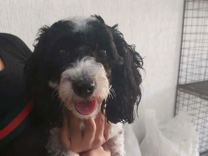 Cachorro raça Mistura com cocker idade 2 anos nome Branca e preta