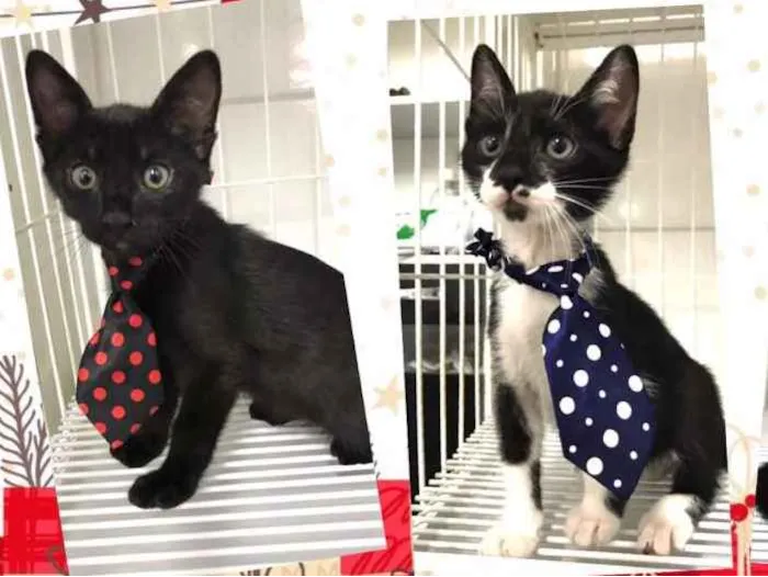 Gato raça SRD-ViraLata idade 2 a 6 meses nome filhotes machos