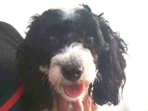 Cachorro raça Mistura com cocker idade 2 anos nome Branca e preta