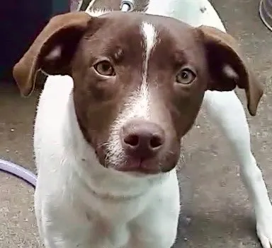 Cachorro raça  idade  nome Pedrita Filhote