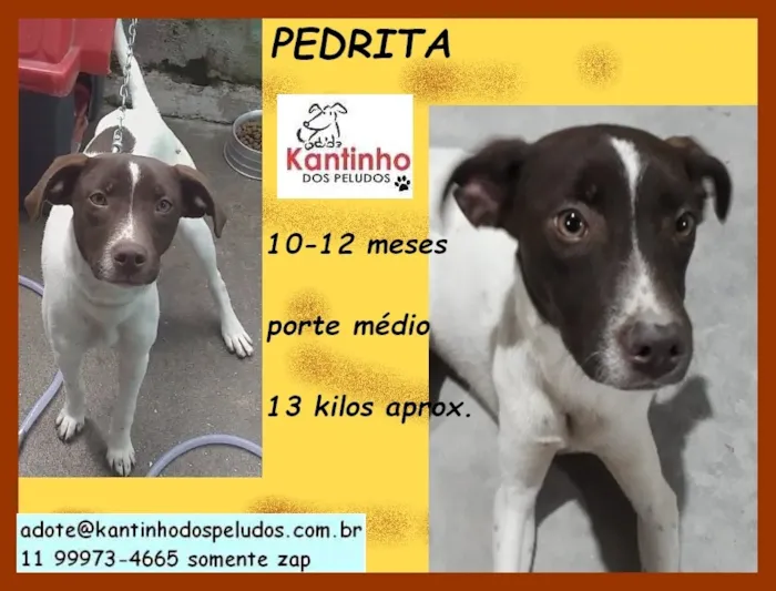 Cachorro raça  idade  nome Pedrita Filhote