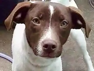 Cachorro raça  idade  nome Pedrita Filhote