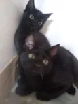 Trompete e Trombeta