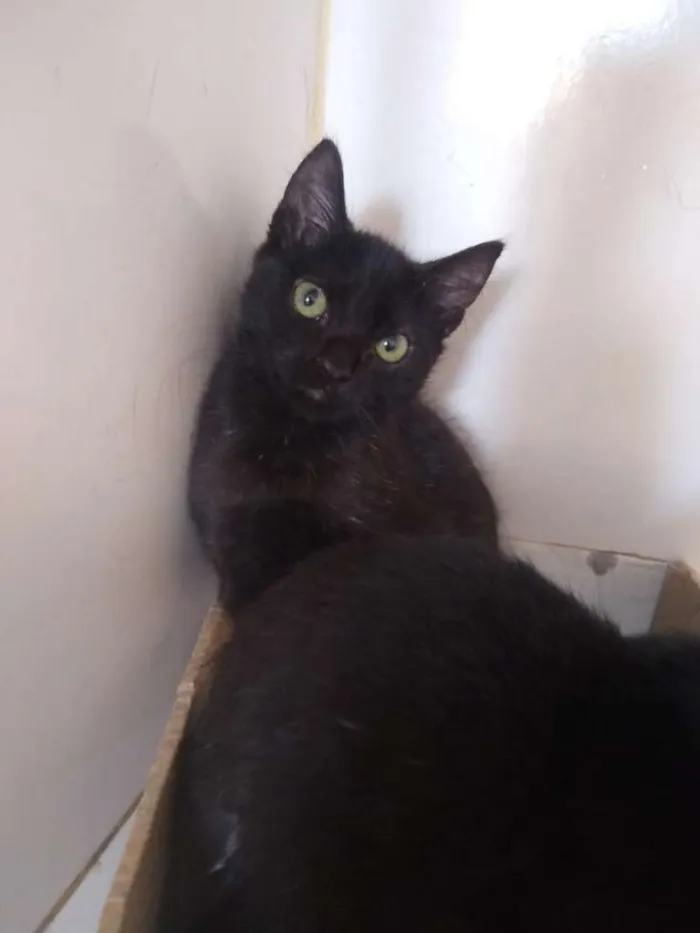 Gato ra a SRD-ViraLata idade 2 a 6 meses nome Trompete e Trombeta