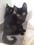 Trompete e Trombeta