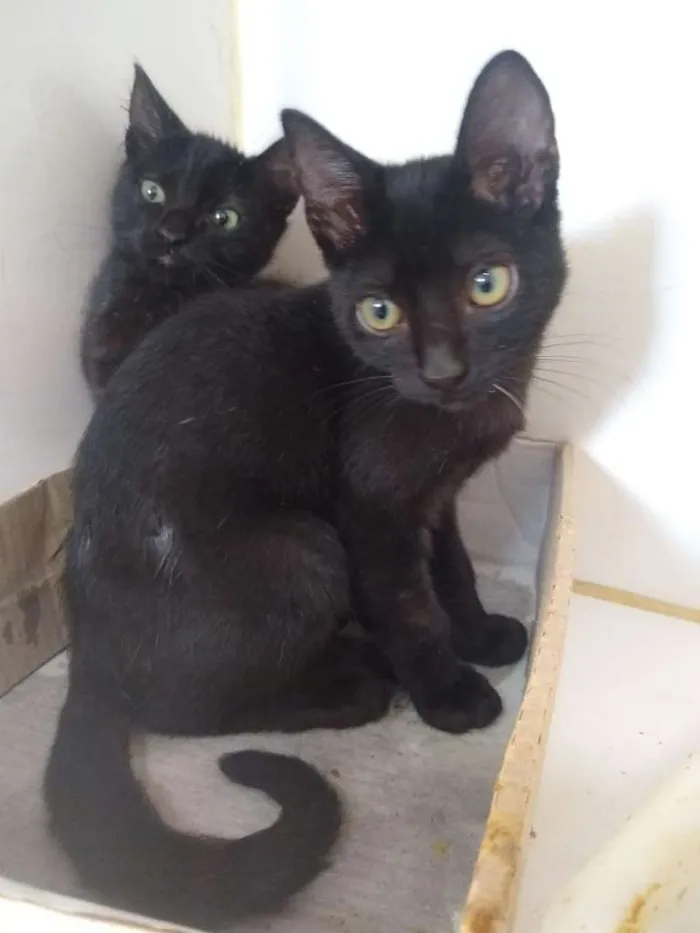 Gato ra a SRD-ViraLata idade 2 a 6 meses nome Trompete e Trombeta