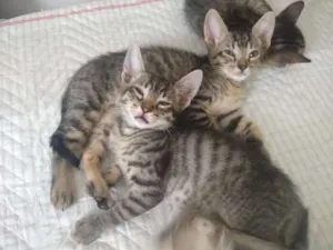 Gato raça SRD-ViraLata idade 2 a 6 meses nome Diego