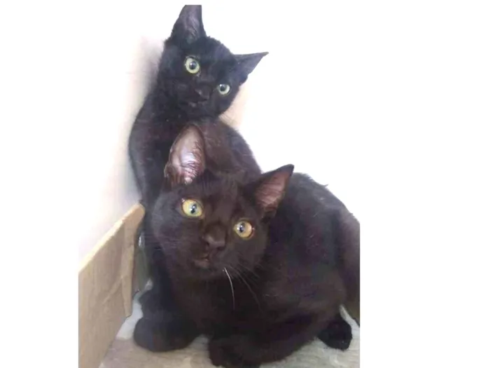 Gato ra a SRD-ViraLata idade 2 a 6 meses nome Trompete e Trombeta