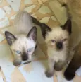 Filhotes de gato