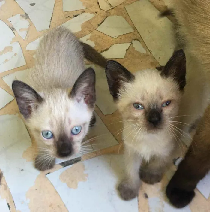 Gato ra a  idade Abaixo de 2 meses nome Filhotes de gato