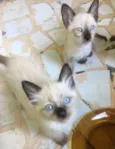 Filhotes de gato