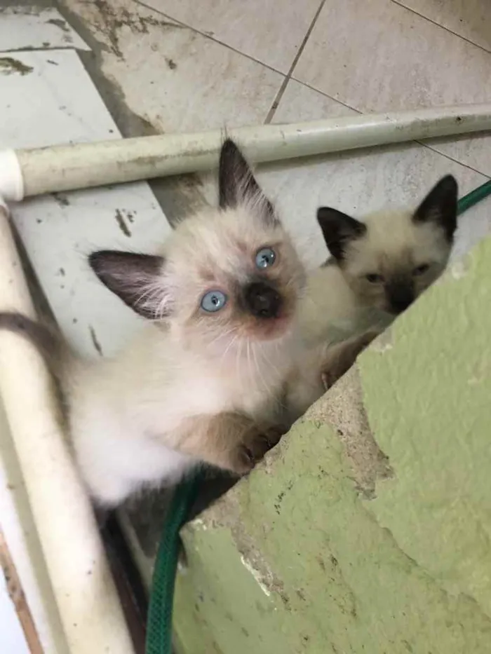 Gato ra a  idade Abaixo de 2 meses nome Filhotes de gato
