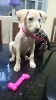Safira