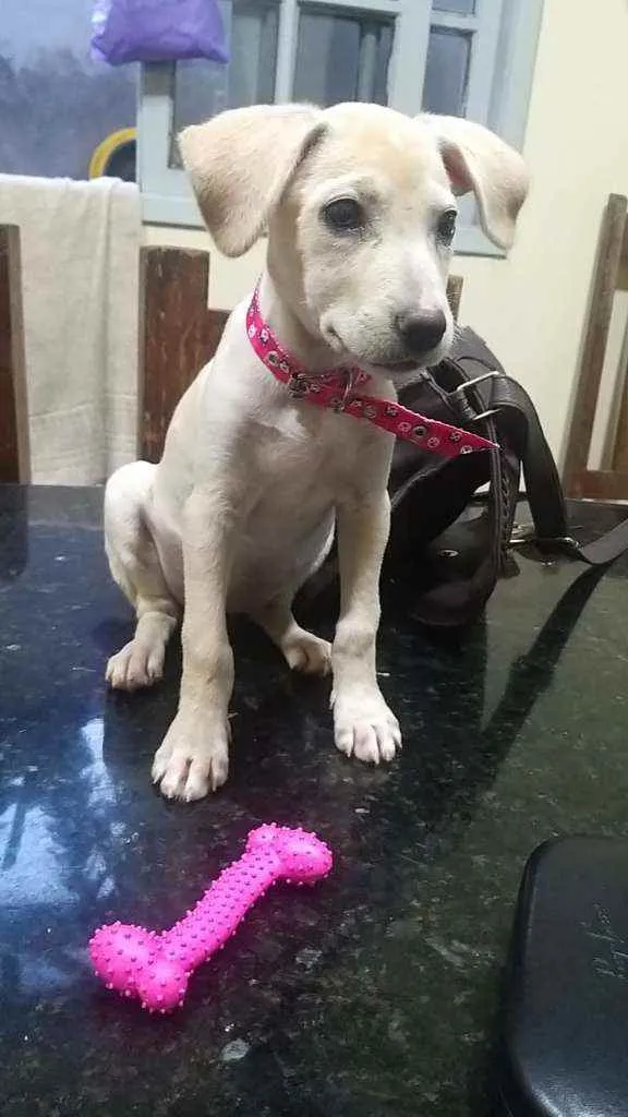 Cachorro raça Sem raça definida idade 2 a 6 meses nome Safira