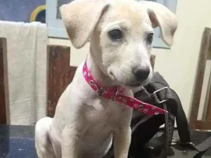 Cachorro raça Sem raça definida idade 2 a 6 meses nome Safira