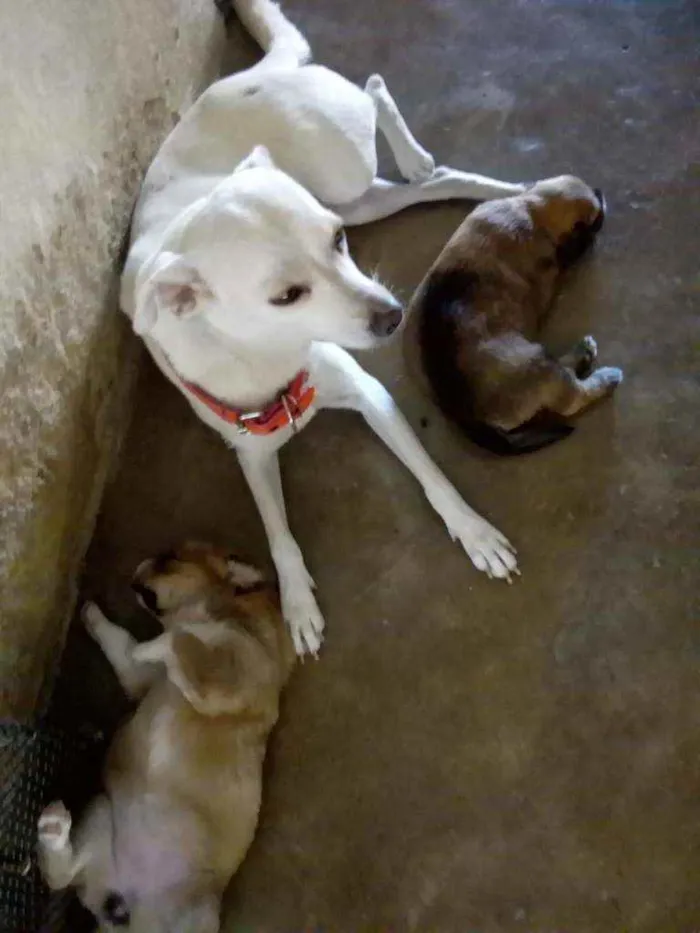 Cachorro ra a Indefinida idade 2 anos nome Branca 
