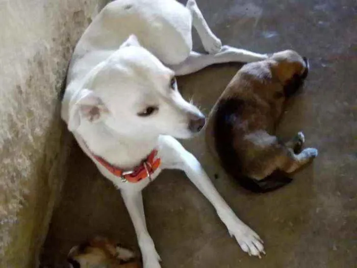 Cachorro ra a Indefinida idade 2 anos nome Branca 