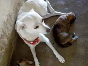 Cachorro raça Indefinida idade 2 anos nome Branca 