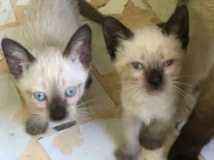 Gato raça  idade Abaixo de 2 meses nome Filhotes de gato