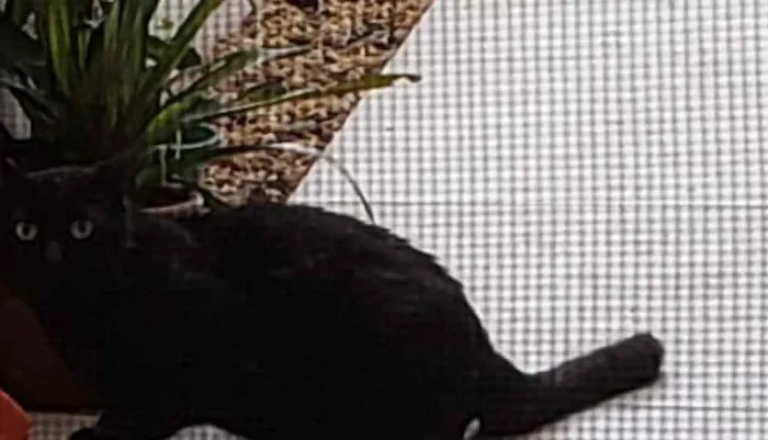 Gato ra a SRD idade 4 anos nome Pretinho