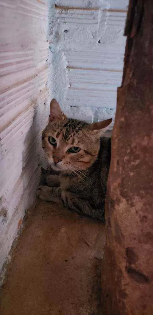 Gato ra a SRD idade 4 anos nome Tigrinho
